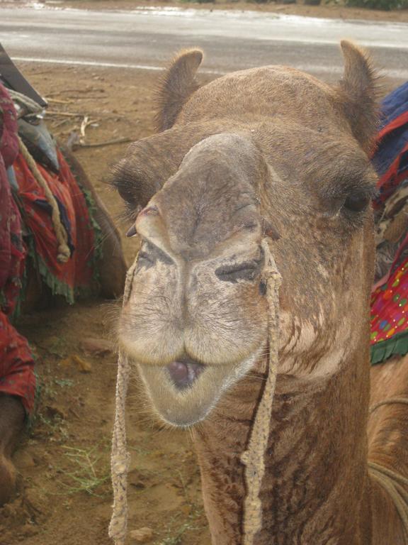 Hotel Suraj Jaisalmer Eksteriør billede